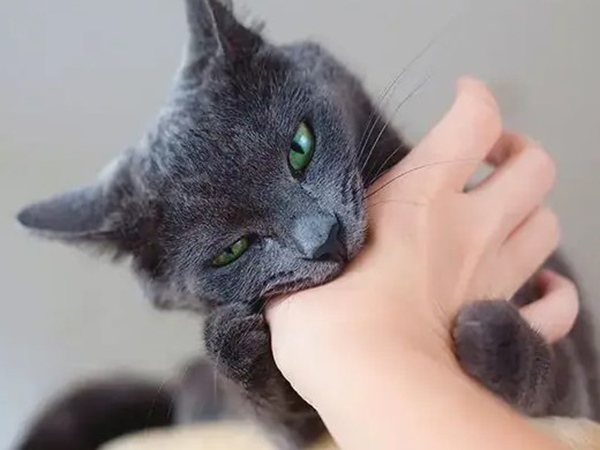 Nằm mơ thấy bị mèo cắn là điềm gì, con gì giúp đổi vận?