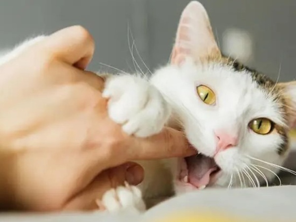 Nằm mơ thấy bị mèo cắn là điềm gì, con gì giúp đổi vận?