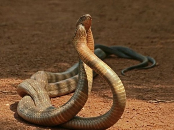 Nằm mơ thấy 2 con rắn có con gì phát tài phát lộc