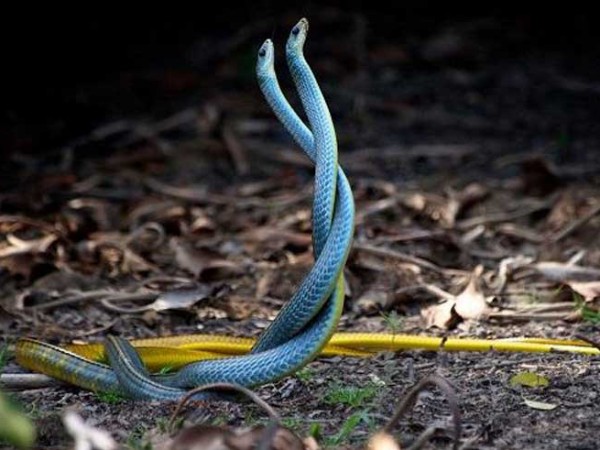 Nằm mơ thấy 2 con rắn có con gì phát tài phát lộc