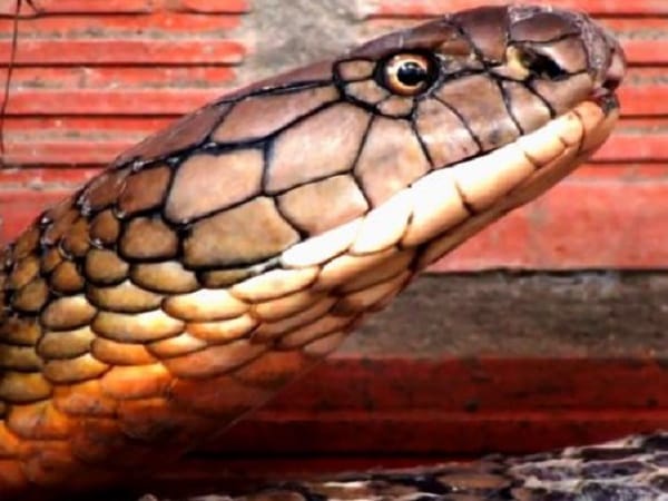 Nằm mơ thấy đầu rắn tốt hay xấu?