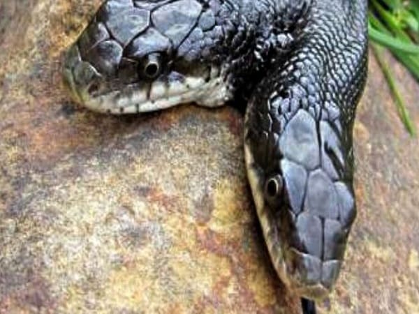 Giải mã chi tiết các trường hợp nằm mơ thấy đầu rắn