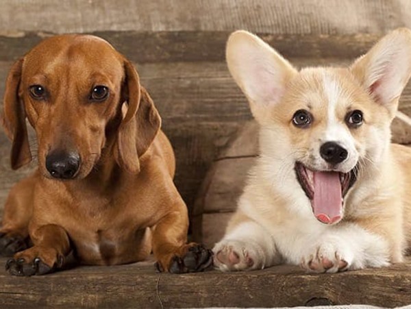 Nằm mơ thấy 2 con chó số mấy, con gì? Giải mã là điềm gì?