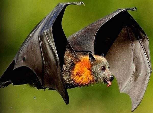 Tượng trưng cho sự thích nghi và linh hoạt