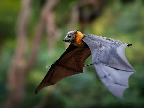 Con dơi số mấy và ý nghĩa biểu tượng con dơi trong phong thủy