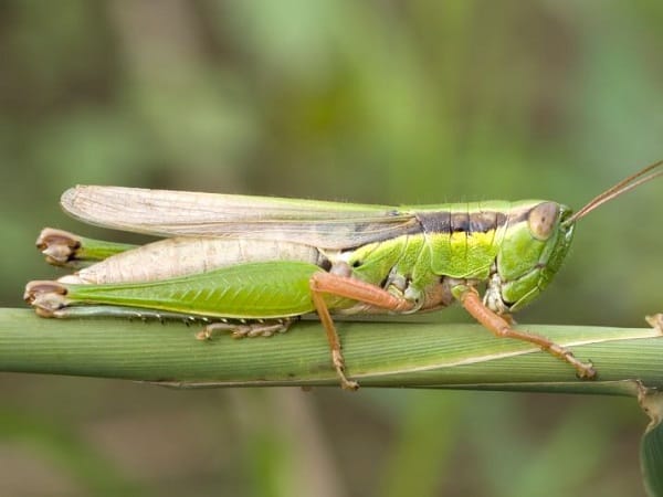 Con cào cào số mấy? Bộ số may mắn tài lộc