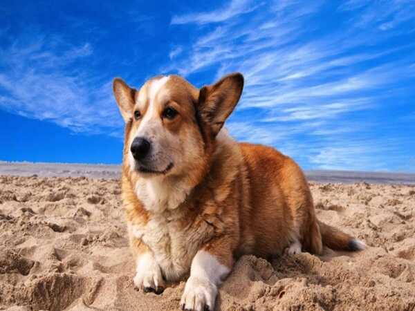 Con chó số mấy? Nằm mơ thấy con chó là điềm báo gì?