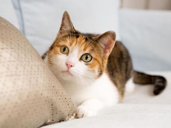 Ý nghĩa của mèo trong văn hóa và phong thủy