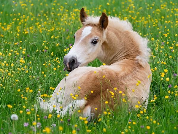 Con ngựa số mấy, mơ thấy con ngựa là điềm báo gì?