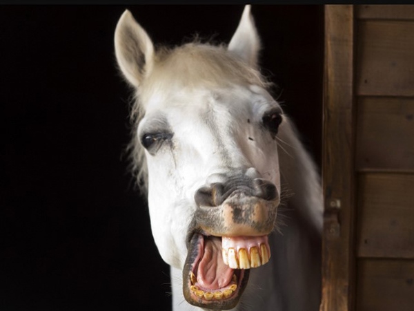 Con ngựa số mấy, mơ thấy con ngựa là điềm báo gì?