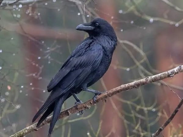 Con quạ số mấy?