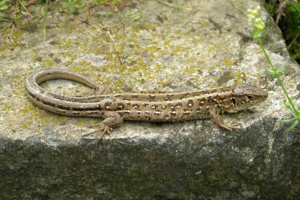 Hé lộ bí ẩn giấc mơ thấy con thằn lằn số mấy, là điềm gì?