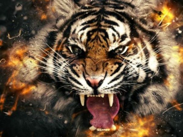 Tổng quan vận trình tuổi Dần ngày 15/4/2026