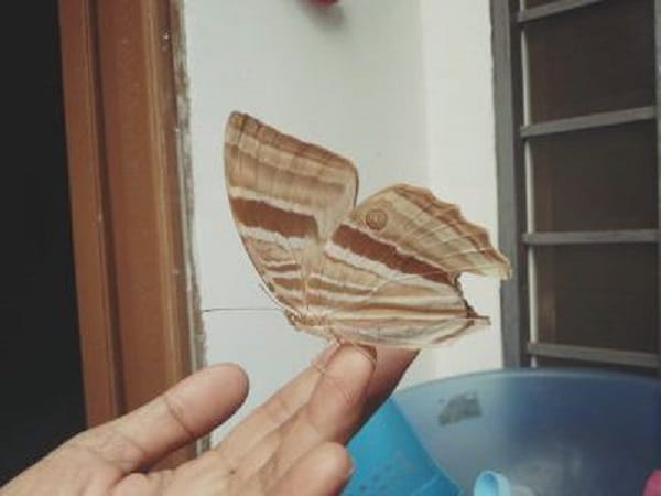 Con bướm bay vào nhà là số mấy theo quan niệm phổ biến